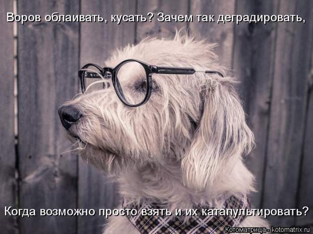 Лучшие котоматрицы недели (50 фото)