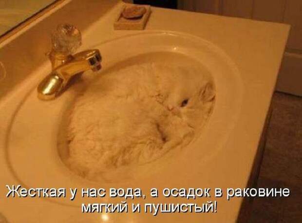 Котоматрица. Мысли вслух : )