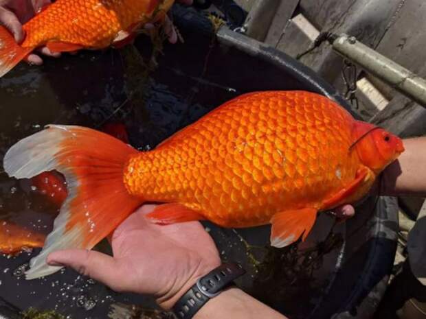 В США выброшенные золотые рыбки выросли до 30 см и захватили озеро (ФОТО)