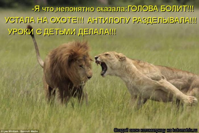 Лучшие котоматрицы недели (50 фото)