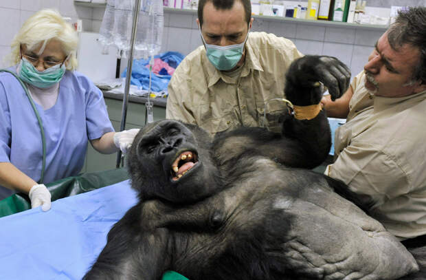 Ветеринары готовят гориллу к удалению опухоли, Будапешт