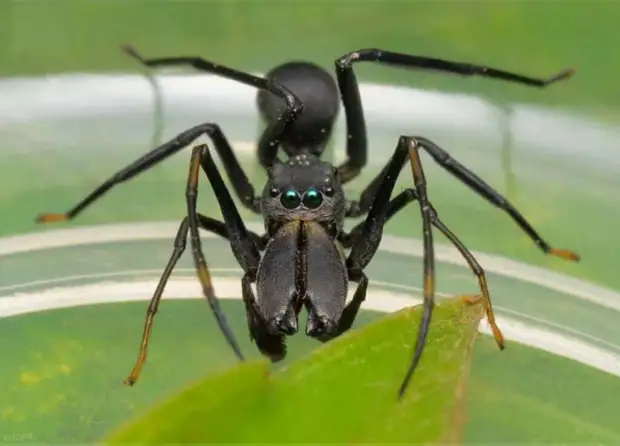 «Волк в овечьей шкуре»: паук-муравей