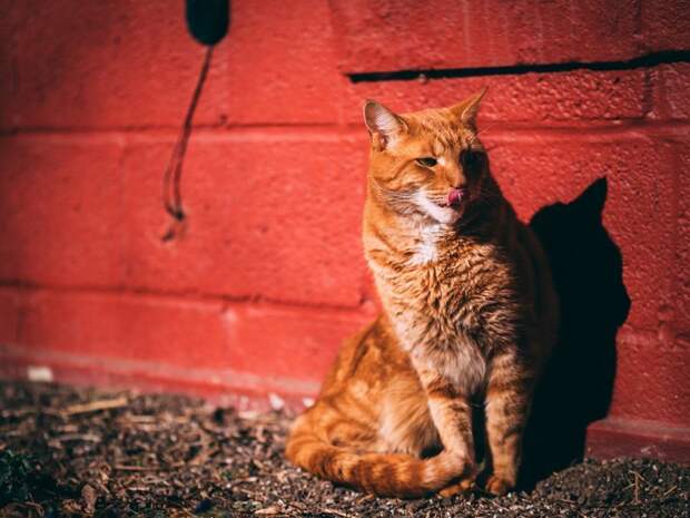 Очень колоритные уличные коты город, домашние животные, кот, улица, уличные коты, эстетика