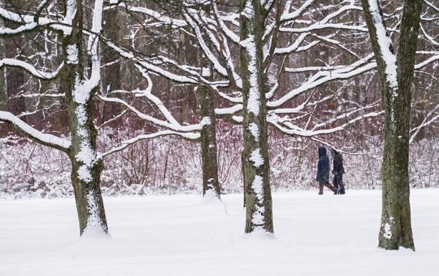 Петербург обновил максимум снежного покрова этой зимы