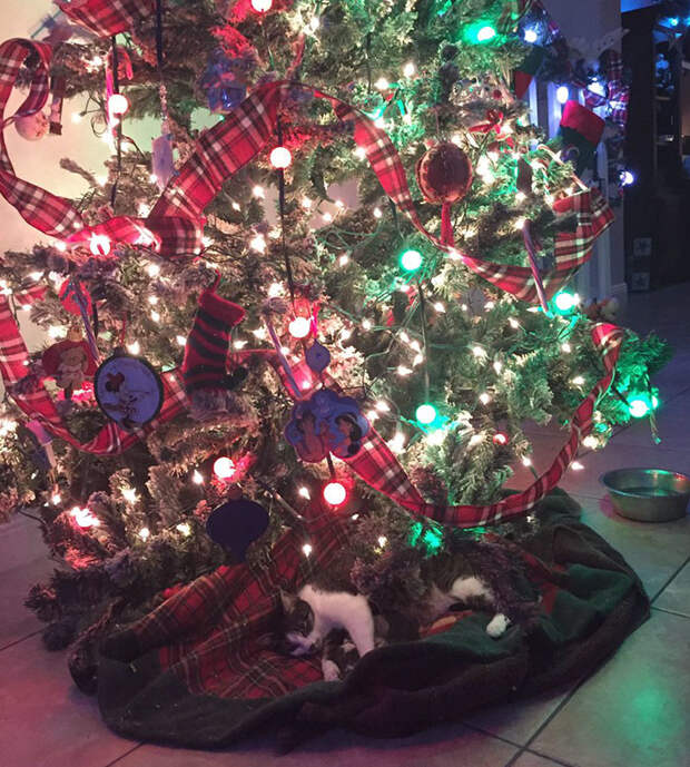 Кошка родила четверых под новогодней елкой, сделав хозяйке лучший рождественский подарок елка, котята, кошка, новый год, рождество