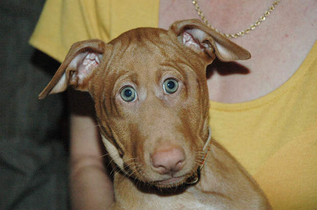 Pharaoh Hound Puppy