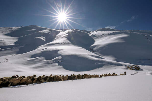 Пастух со своим стадом в Ване, Турция