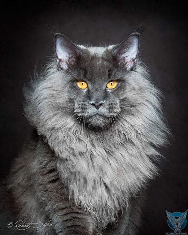 Maine Coon фотографии