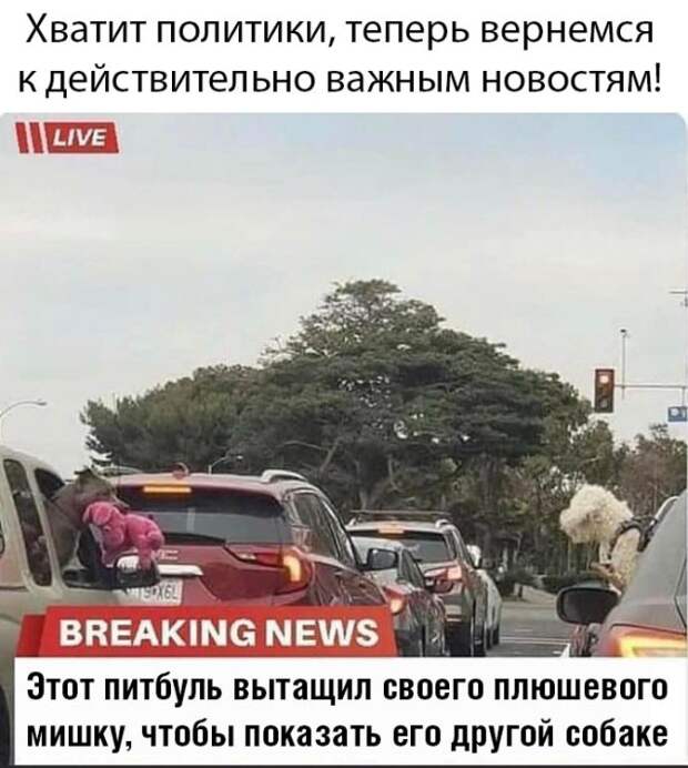 Собаки на дороге