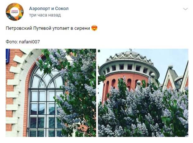 Фото дня: в Петровском парке расцвела сирень