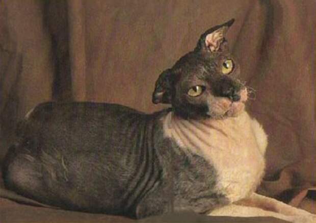 Самые старые коты и кошки нашей планеты