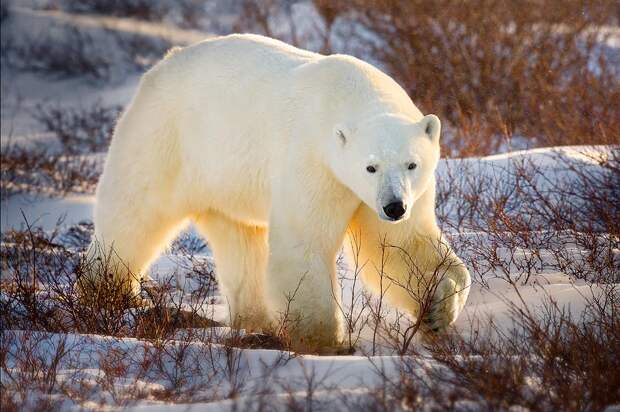 Учитывая нынешние темпы климатических изменений, учёные предсказывают, что белые медведи могут исчезнуть к 2100 году. 