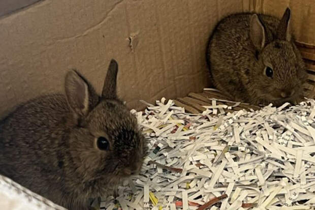 UPI: в Шотландии спасли кроликов, оказавшихся на нефтяной платформе