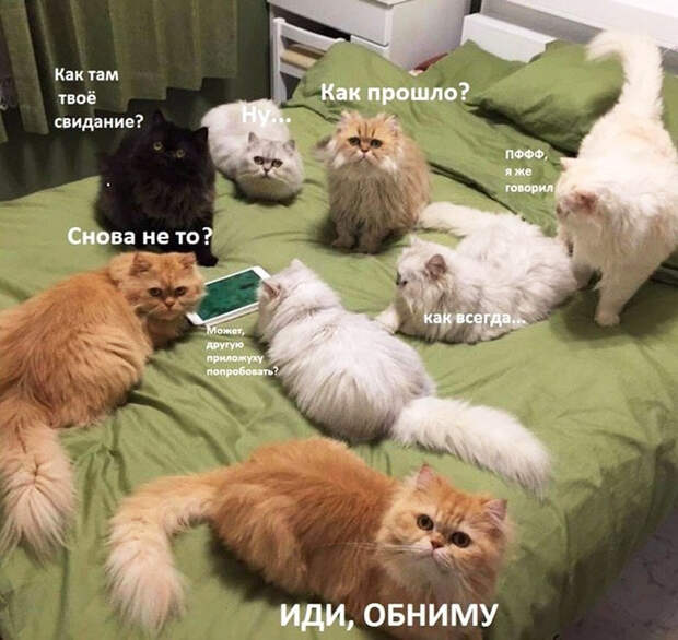 изображение: Как там твое свидание? Как прошло? Снова не то? Как всегда.. Может другое приложение попробовать? Иди, обниму. Пфф, я же говорил. #Котоматрицы