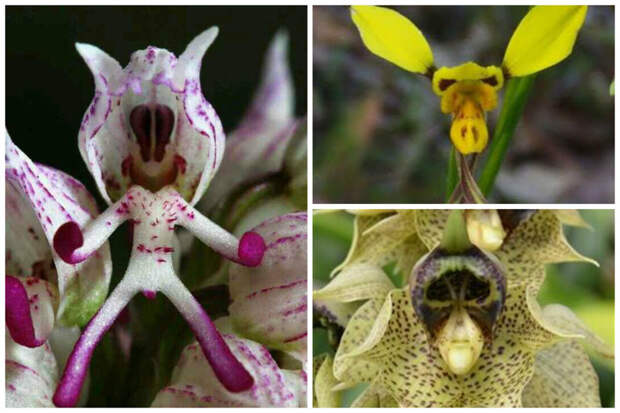 Orchid "Space Alien", Donkey Orchid - Diuris и Catasetum sanguineum интересное, красота, орхидеи, флора, цветы