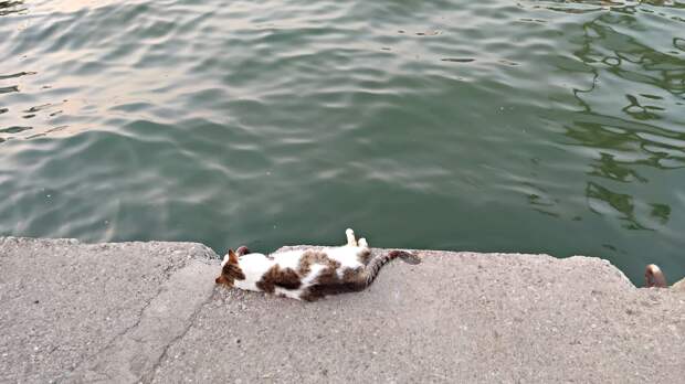 Морской кот