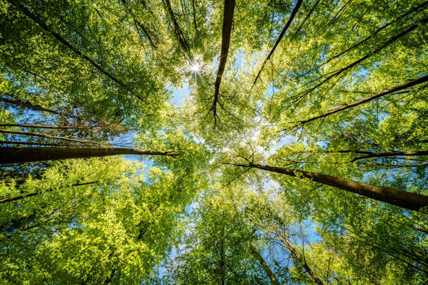 Воробьев передал лесничествам 120 машин для тушения пожаров и патрулирования