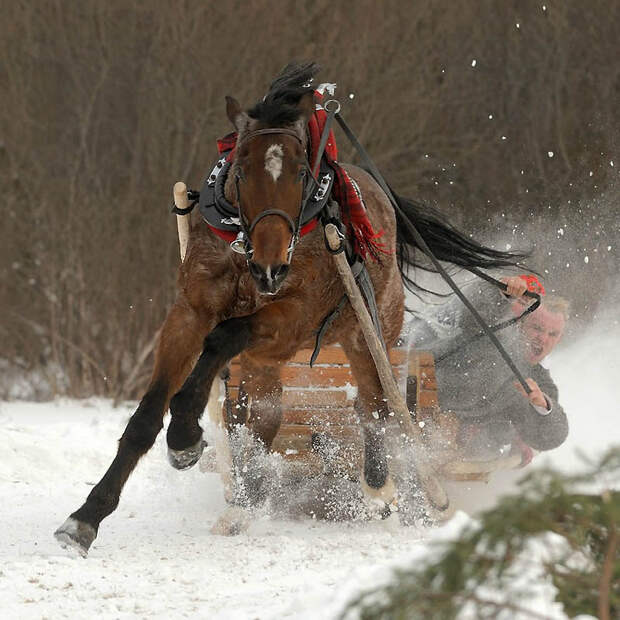 Фотография: Сказочная красота — арабские и андалузские лошади №7 - BigPicture.ru
