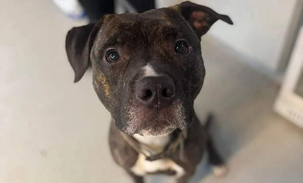 Пес без посторонней помощи вскрыл замок приюта и сбежал