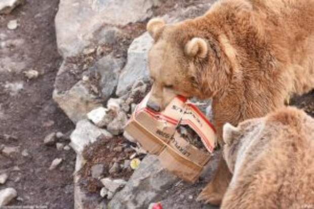 bears-saved-armenian-factory9
