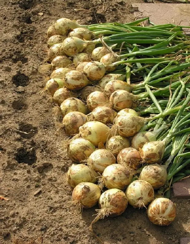 Как вырастить действительно крупный лук