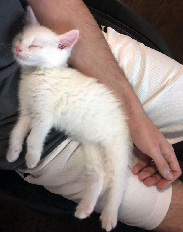 Котики спят возле своих хозяев и на них