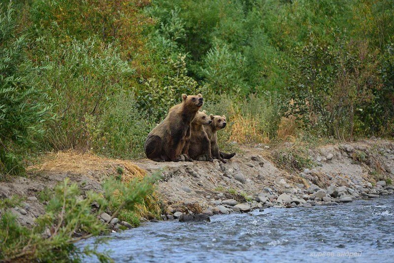 На медведя с фотоаппаратом! животные, путешествия, факты, фото