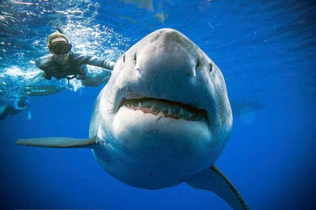 А вот и и сама улыбка... Впечатляет, не правда ли? Большая белая акула, акула, наука