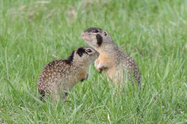 В заповеднике "Воронинский" подсчитали крапчатых сусликов, вышедших из зимней спячки