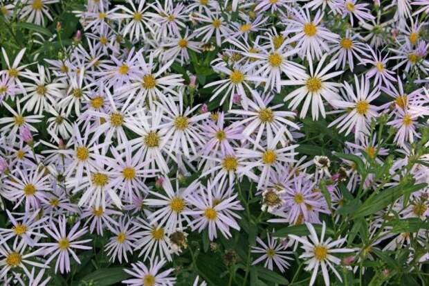 Астра пиренейская "Лютеция" (Aster pyrenaeus 'Lutetia').