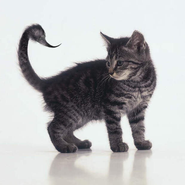Котосволочь Скорпион гороскоп для животных, знаки зодиака, котики, коты, совместимость