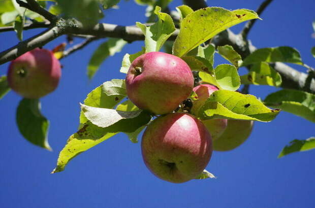 Минсельхоз предложил закрепить понятие фермерской продукции
