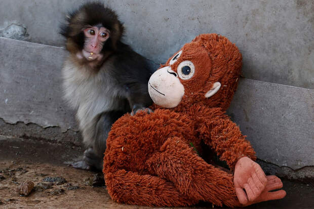 IKEA сообщила об ажиотаже вокруг игрушечных обезьян из-за истории макака Панча