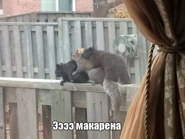 1451500578_75