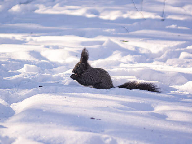 Живность Первомайского парка