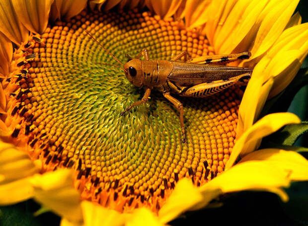История подсолнечника — «цветка солнца»