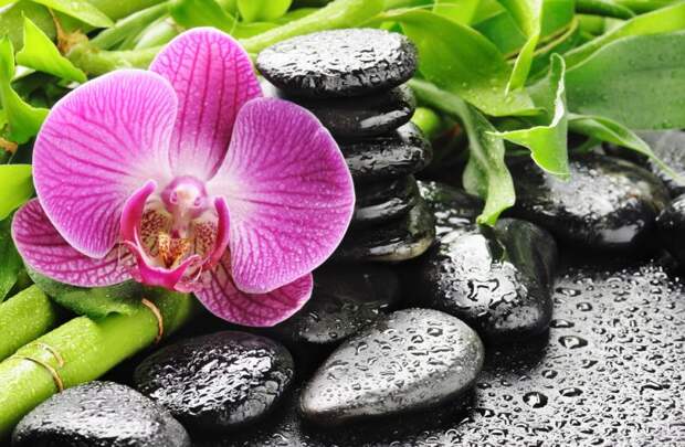 Заболевания орхидей: как определить и как лечить болезни