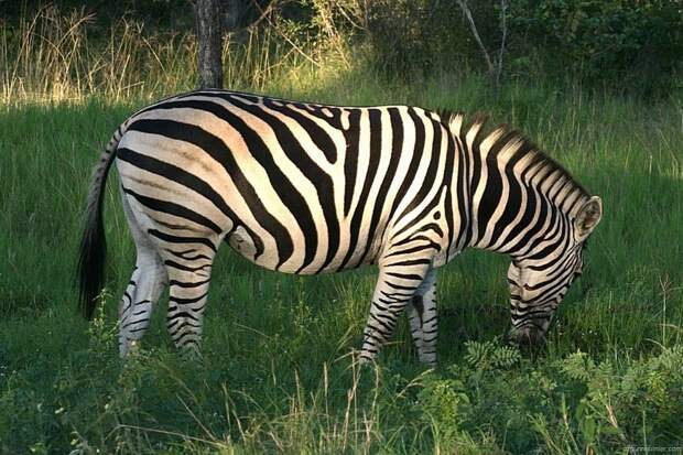 Зебра — белая с черными полосами, а не наоборот. животный мир, информация, юмор