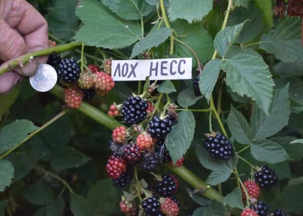 3 вида кустарников, которые дают большой урожай