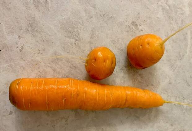 Мое фото, круглая морковка с обыкновенной для сравнения