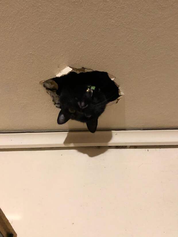 Забавные муркотики