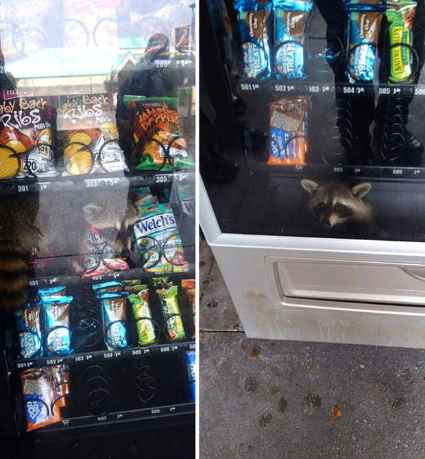 Снимки животных, которые оказались в затруднительном положении