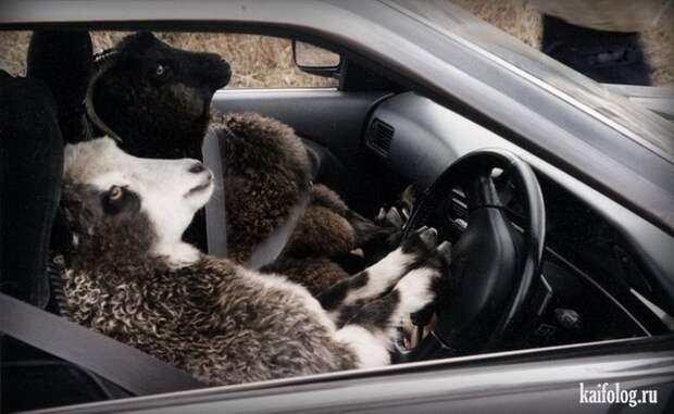 Авто приколы авто, авто приколы, приколы, юмор