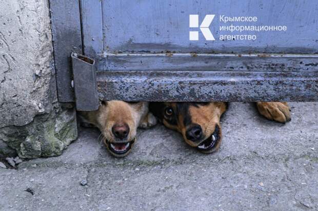 В Крыму среди домашних животных выявлено два случая бешенства