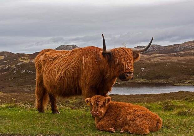 Шотландская высокогорная корова (Hairy Coo)