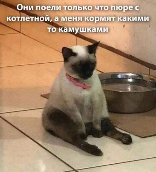 Стикеры мемы картинки с надписями