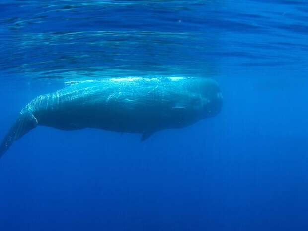 Четыре кашалота выбросились на берег на западе Дании