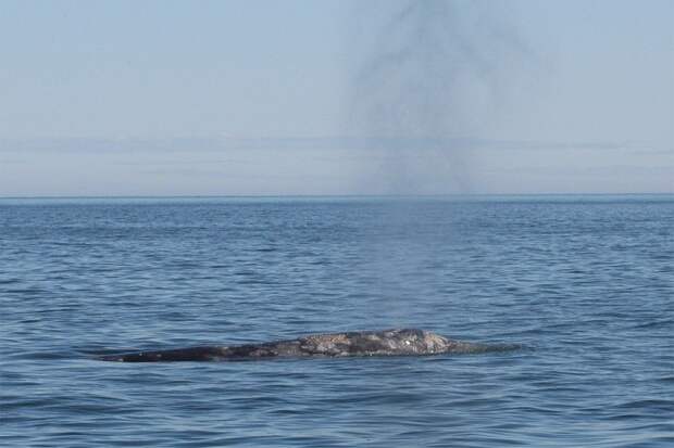 Когда кит подплывает к месту кормежки, в далеке виднеется фонтан воды. Фото: Матвей МАМАЕВ 