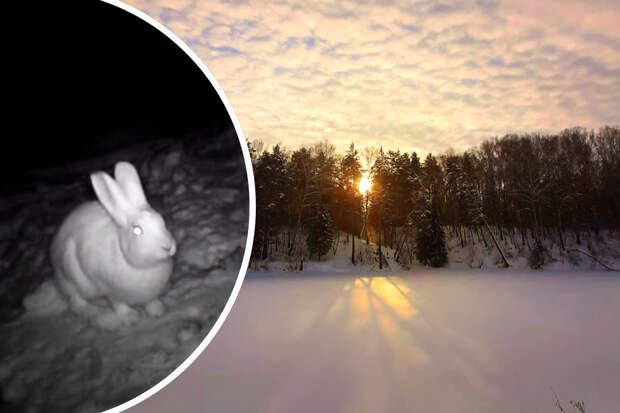 «Пытались года три»: заяц попал в видеоловушку новосибирской семьи, которая украдкой снимает животных