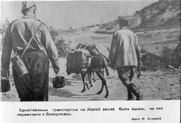 Как верблюды, олени, ослики и другие животные помогали сражаться с фашистами